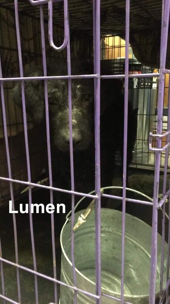 Enlarge Lumen, a Adoptable mixed breed in Bolivar, MO image 3/5
