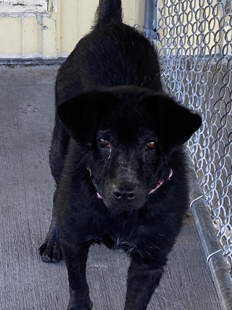 Enlarge Lumen, a Adoptable mixed breed in Bolivar, MO image 4/5
