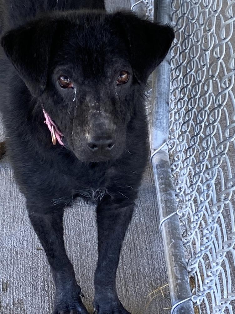 Enlarge Lumen, a Adoptable mixed breed in Bolivar, MO image 5/5