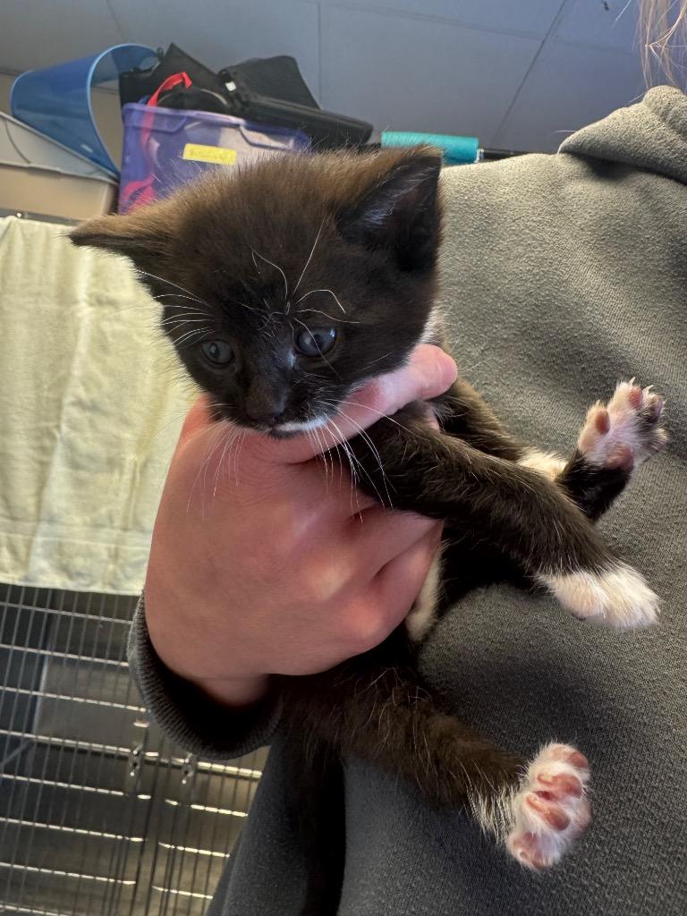 Bobby, Adopted, Kitten Male Domestic Short Hair.