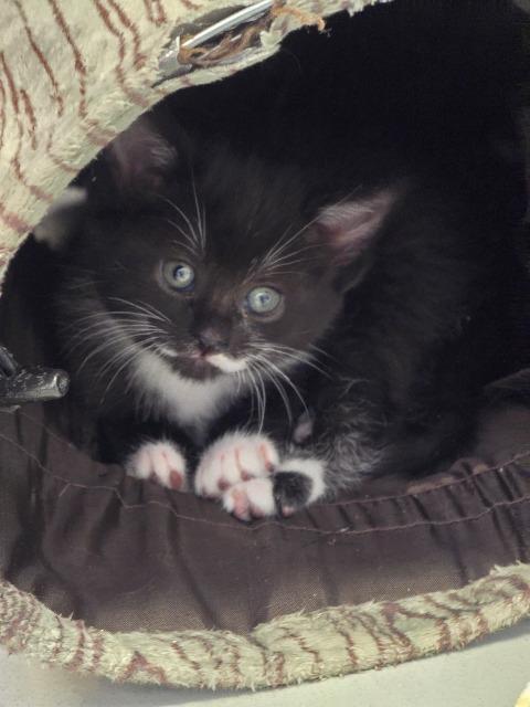 Enlarge Bobby, a Adopted mixed breed in Barron, WI image 2/2