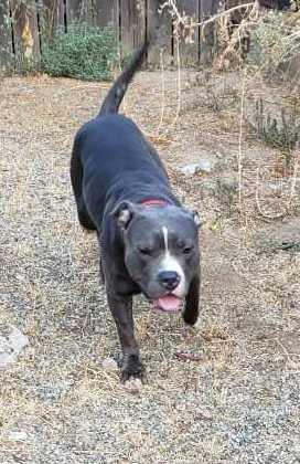 Boo, a Adoptable American Staffordshire Terrier in Carlsbad, CA image 6/6