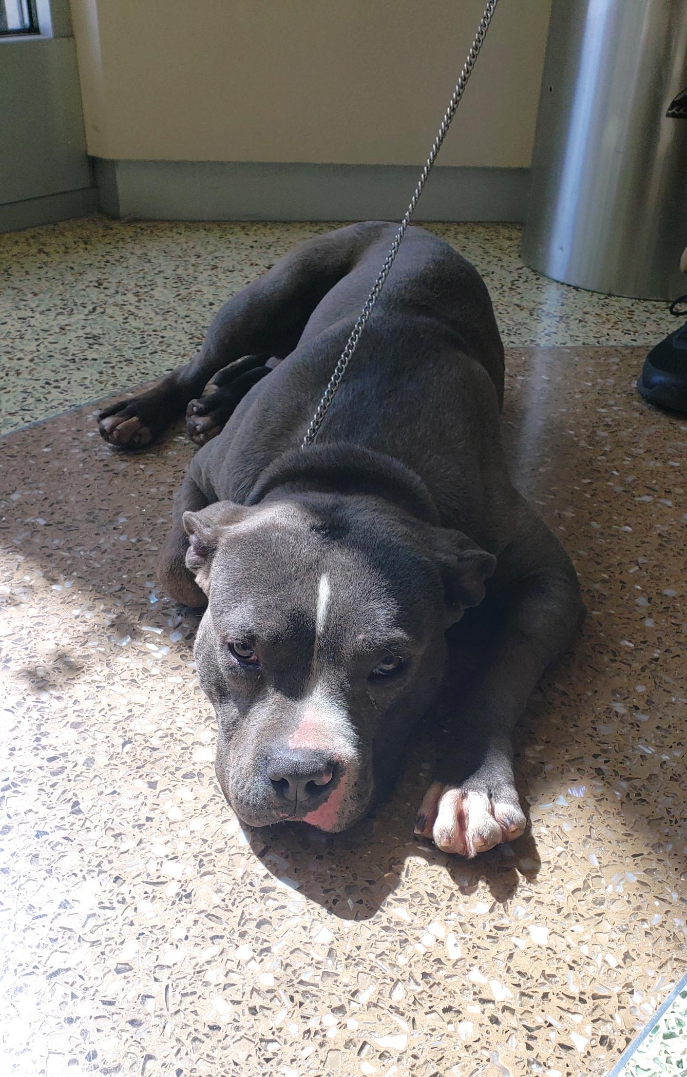 Boo, a Adoptable American Staffordshire Terrier in Carlsbad, CA image 4/6