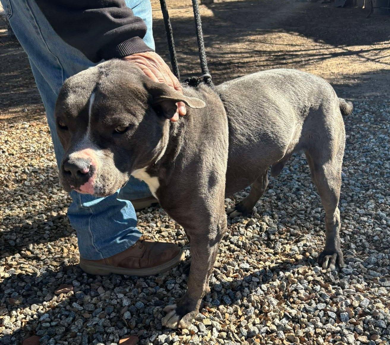 Boo, a Adoptable American Staffordshire Terrier in Carlsbad, CA image 2/6