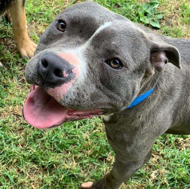 Boo, a Adoptable American Staffordshire Terrier in Carlsbad, CA image 3/6