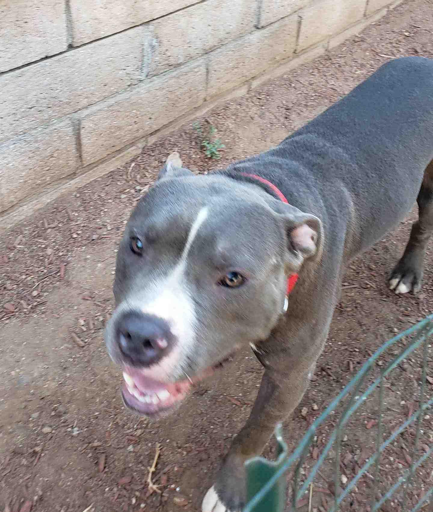 Boo, a Adoptable American Staffordshire Terrier in Carlsbad, CA image 5/6