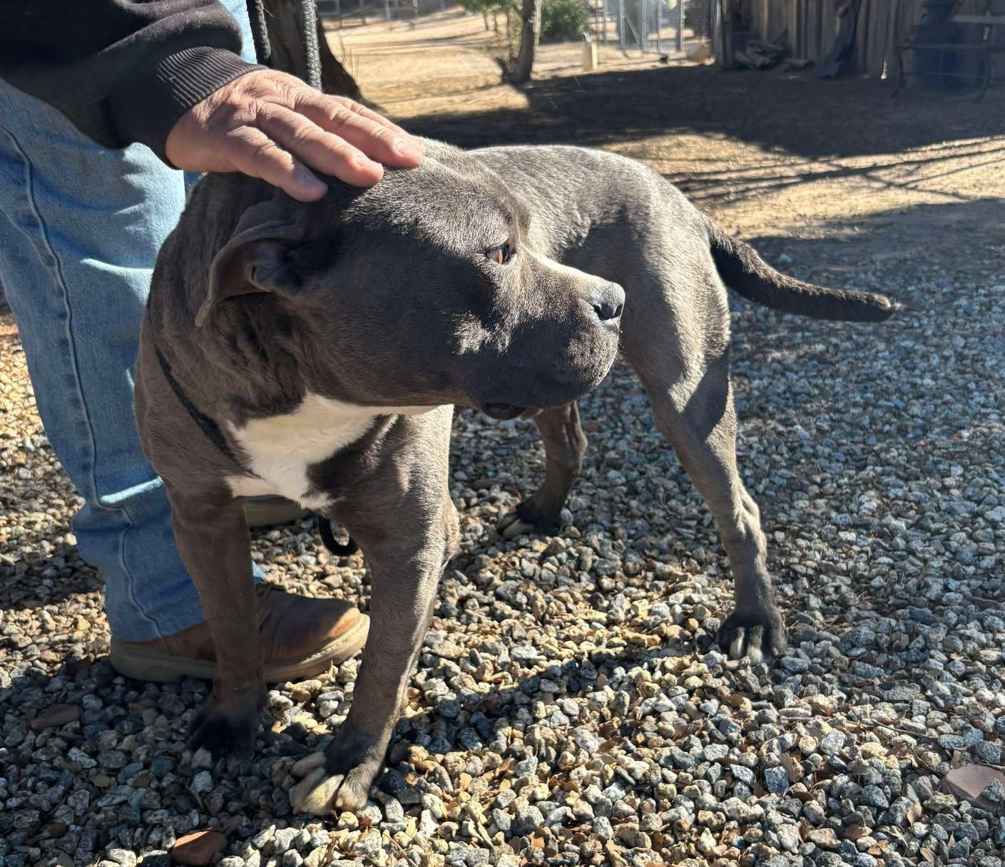 Boo, a Adoptable American Staffordshire Terrier in Carlsbad, CA image 1/6