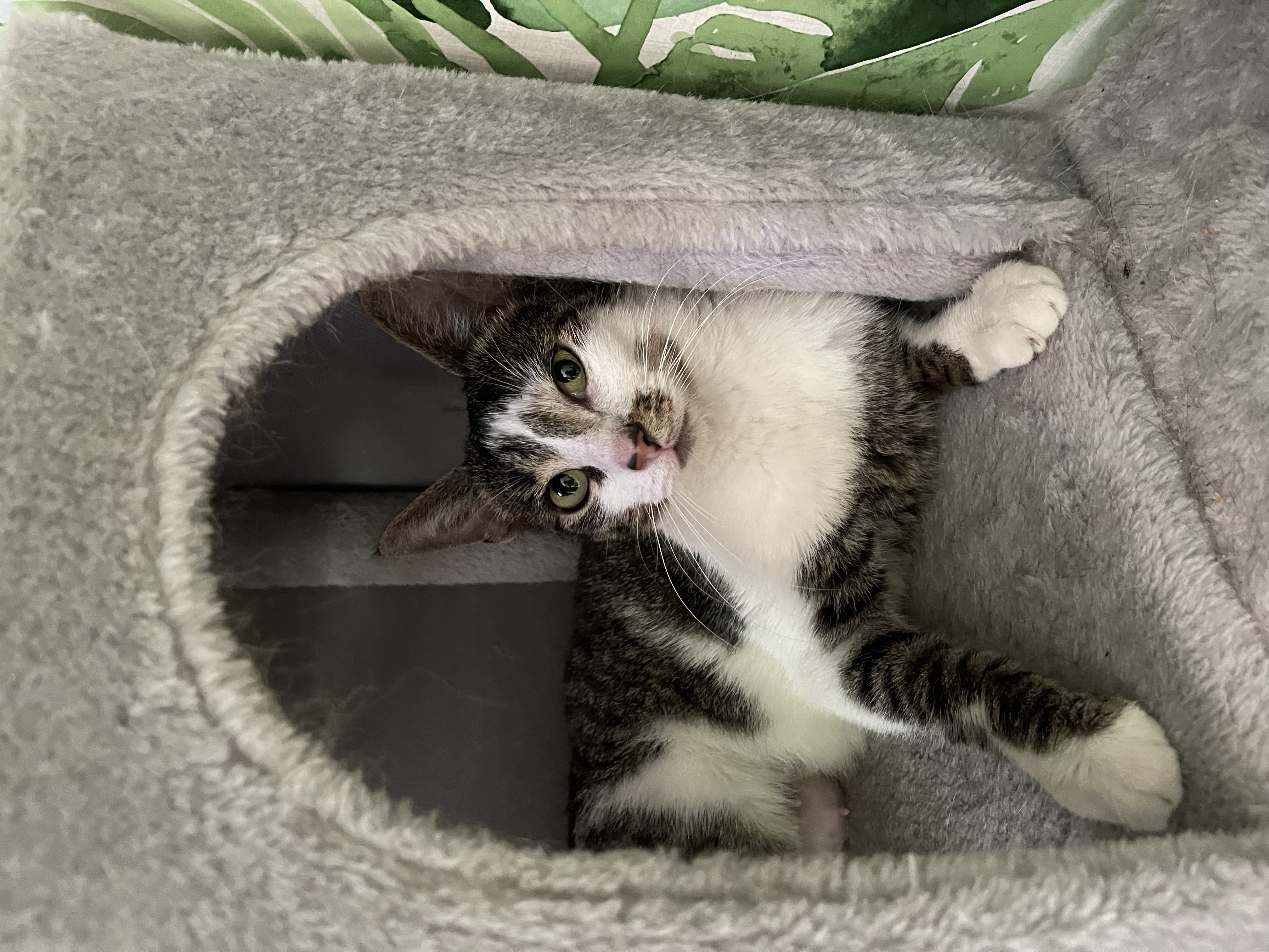 Enlarge Wendy, a Adopted Domestic Short Hair in LAKE HOPATCONG, NJ image 2/5