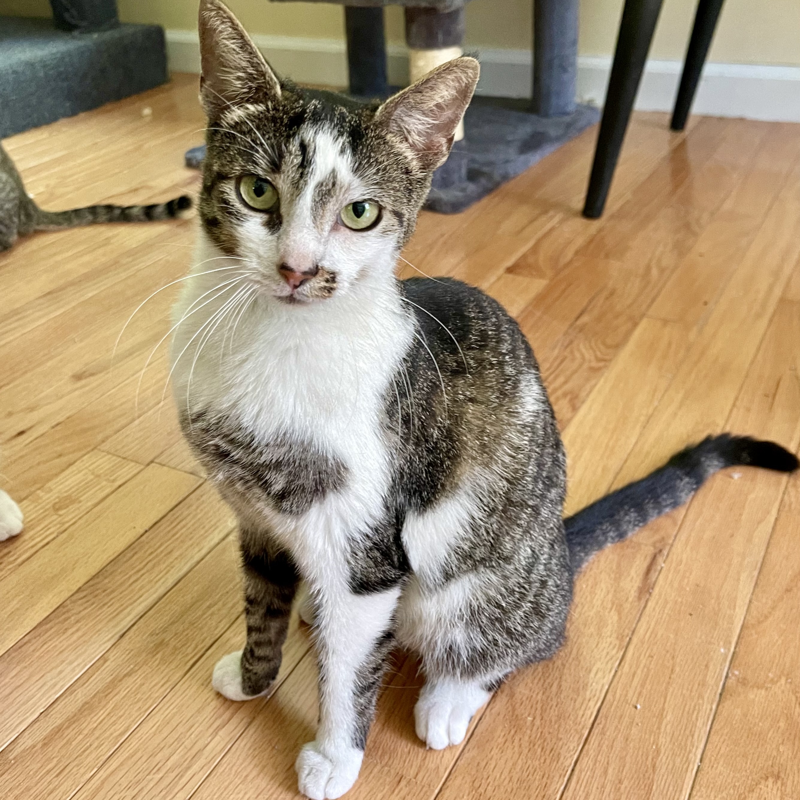 Enlarge Wendy, a Adopted Domestic Short Hair in LAKE HOPATCONG, NJ image 4/5