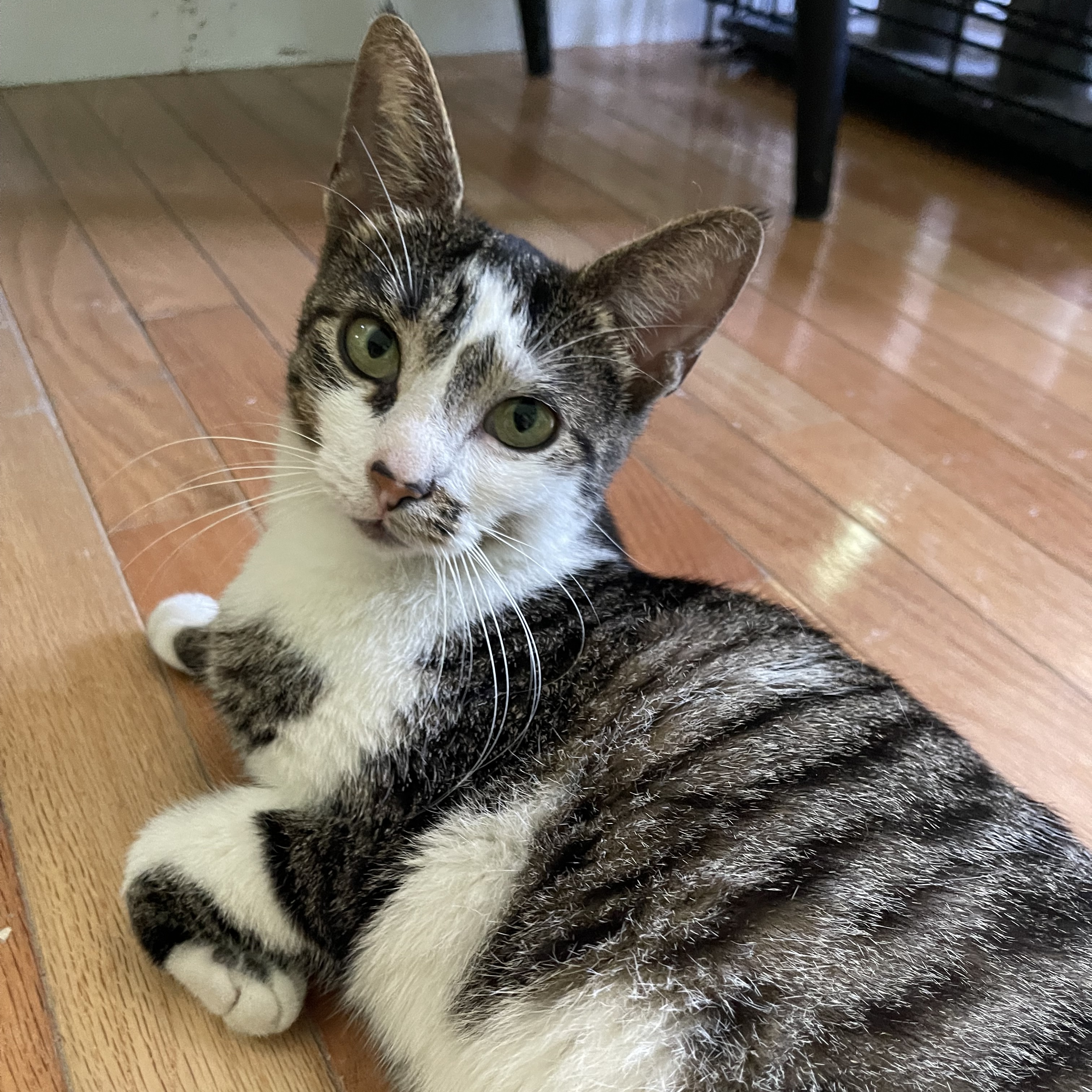 Wendy, Adopted, Young Female Domestic Short Hair.