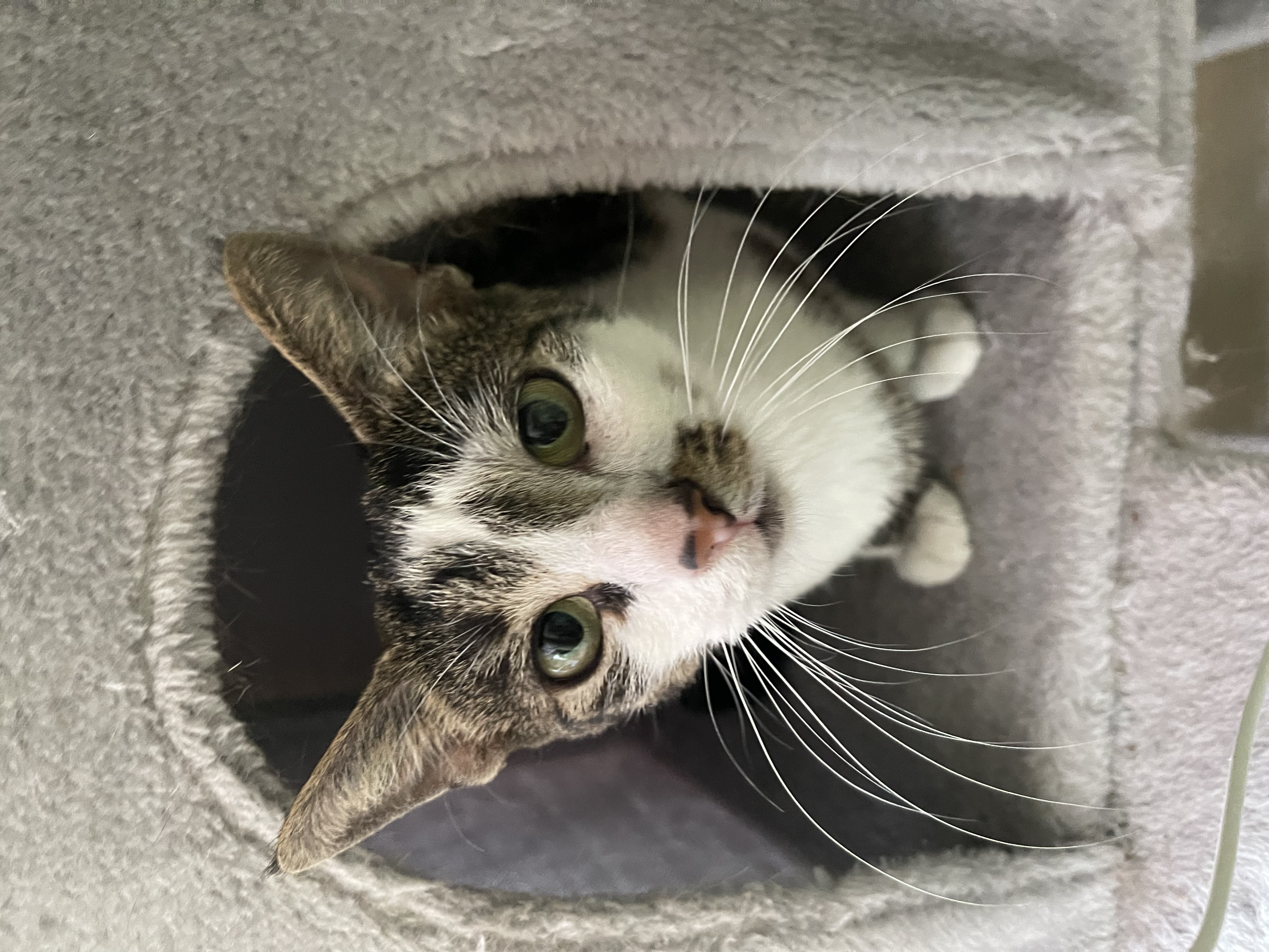 Enlarge Wendy, a Adopted Domestic Short Hair in LAKE HOPATCONG, NJ image 3/5