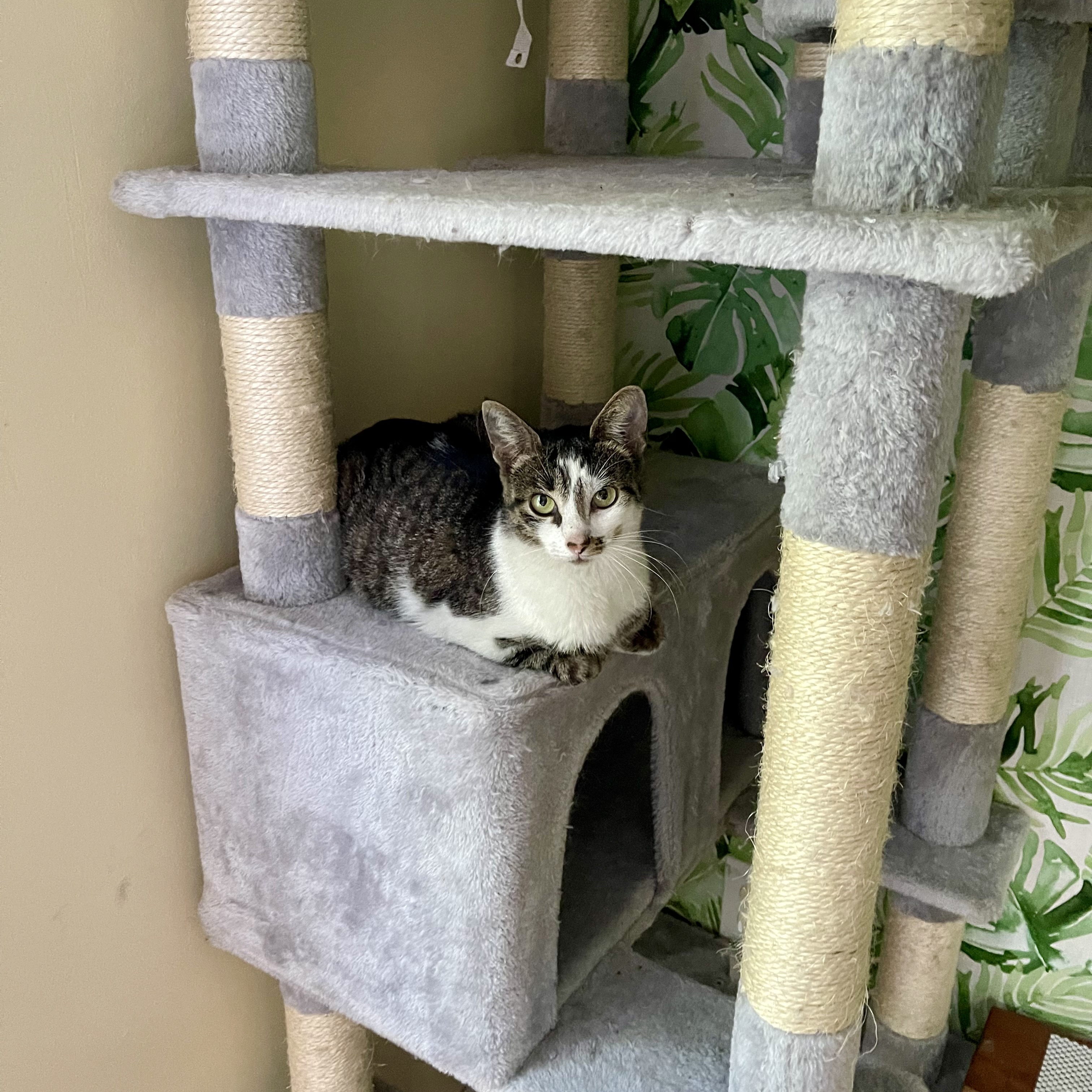 Enlarge Wendy, a Adopted Domestic Short Hair in LAKE HOPATCONG, NJ image 5/5