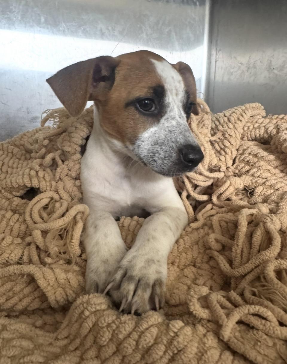Enlarge Piper, a ADOPTABLE mixed breed in Pensacola, FL image 2/2