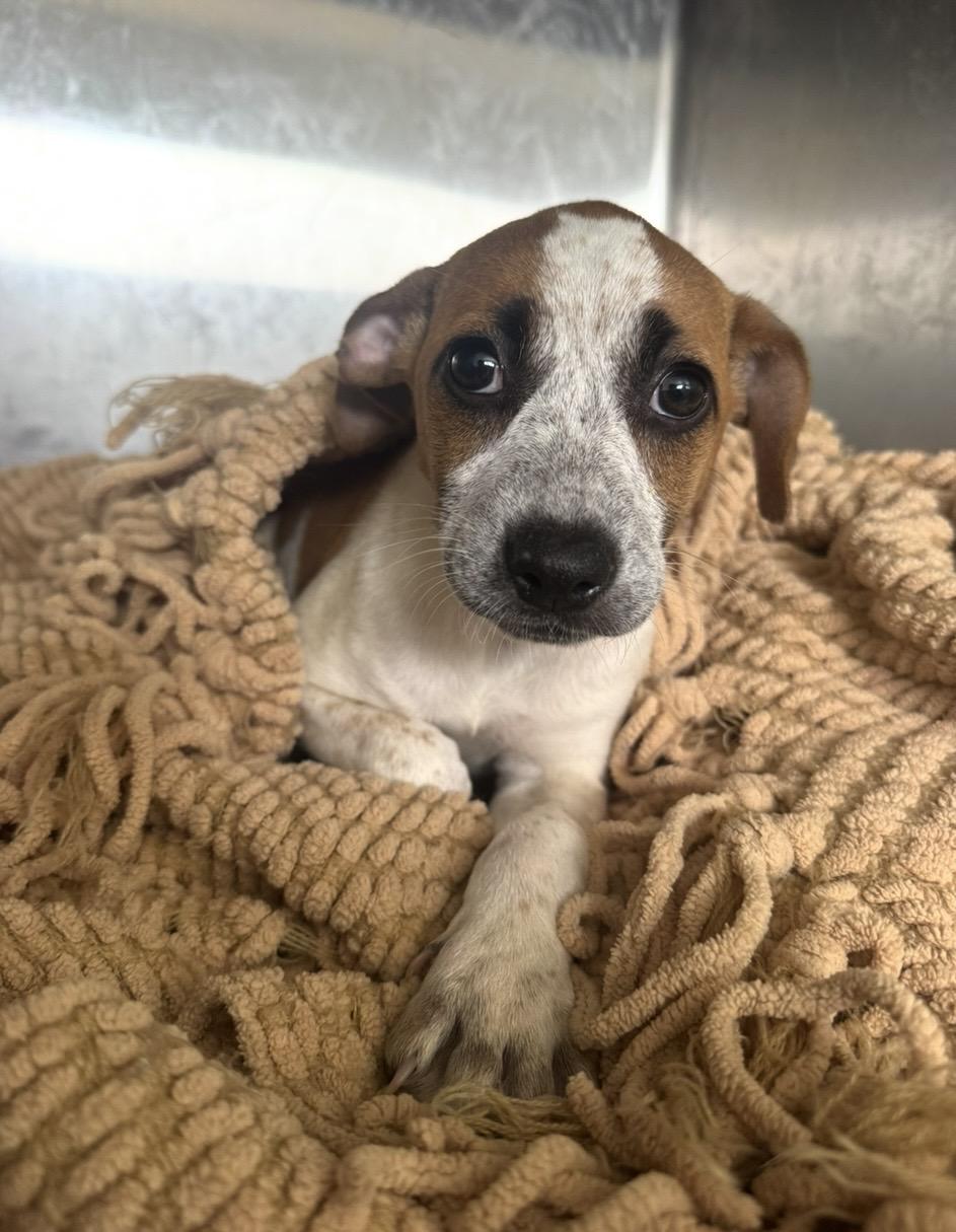 Enlarge Piper, a ADOPTABLE mixed breed in Pensacola, FL image 1/2