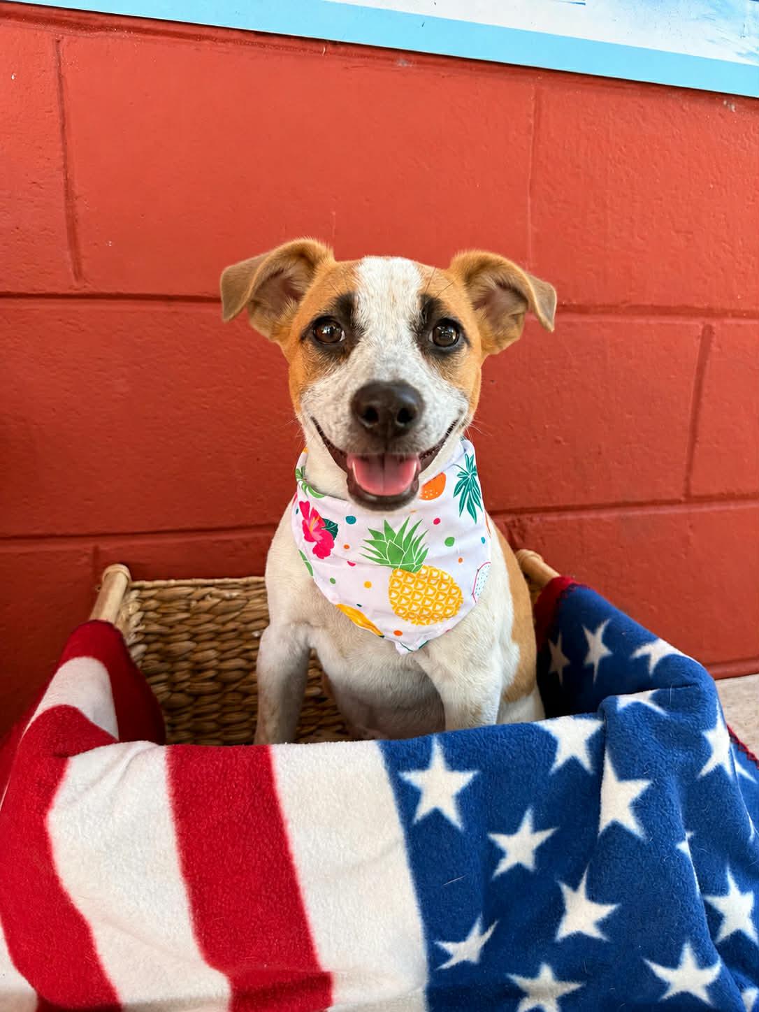 Piper, ADOPTABLE, Young Female Jack Russell Terrier.