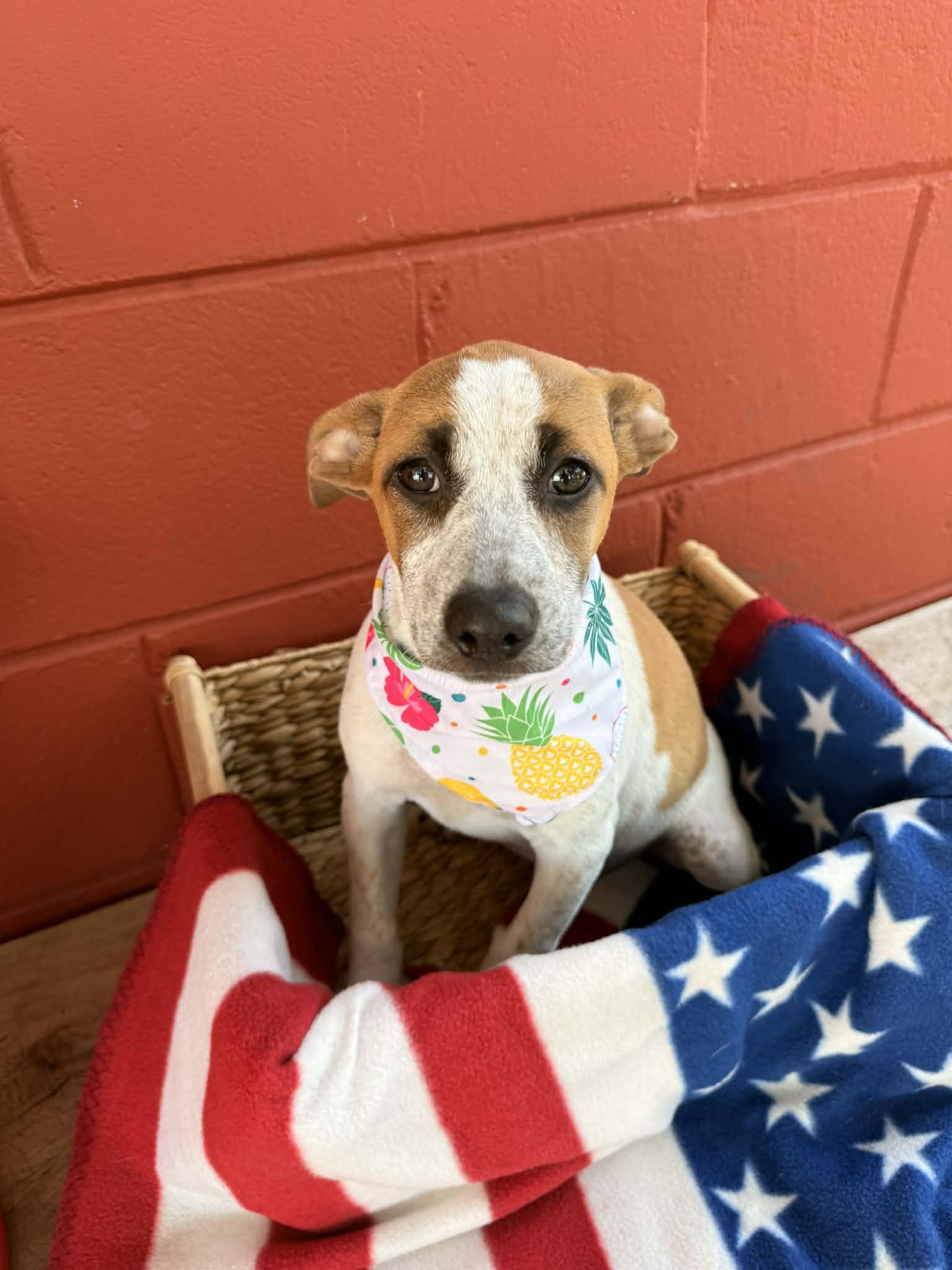Piper, a ADOPTABLE mixed breed in Pensacola, FL image 3/3