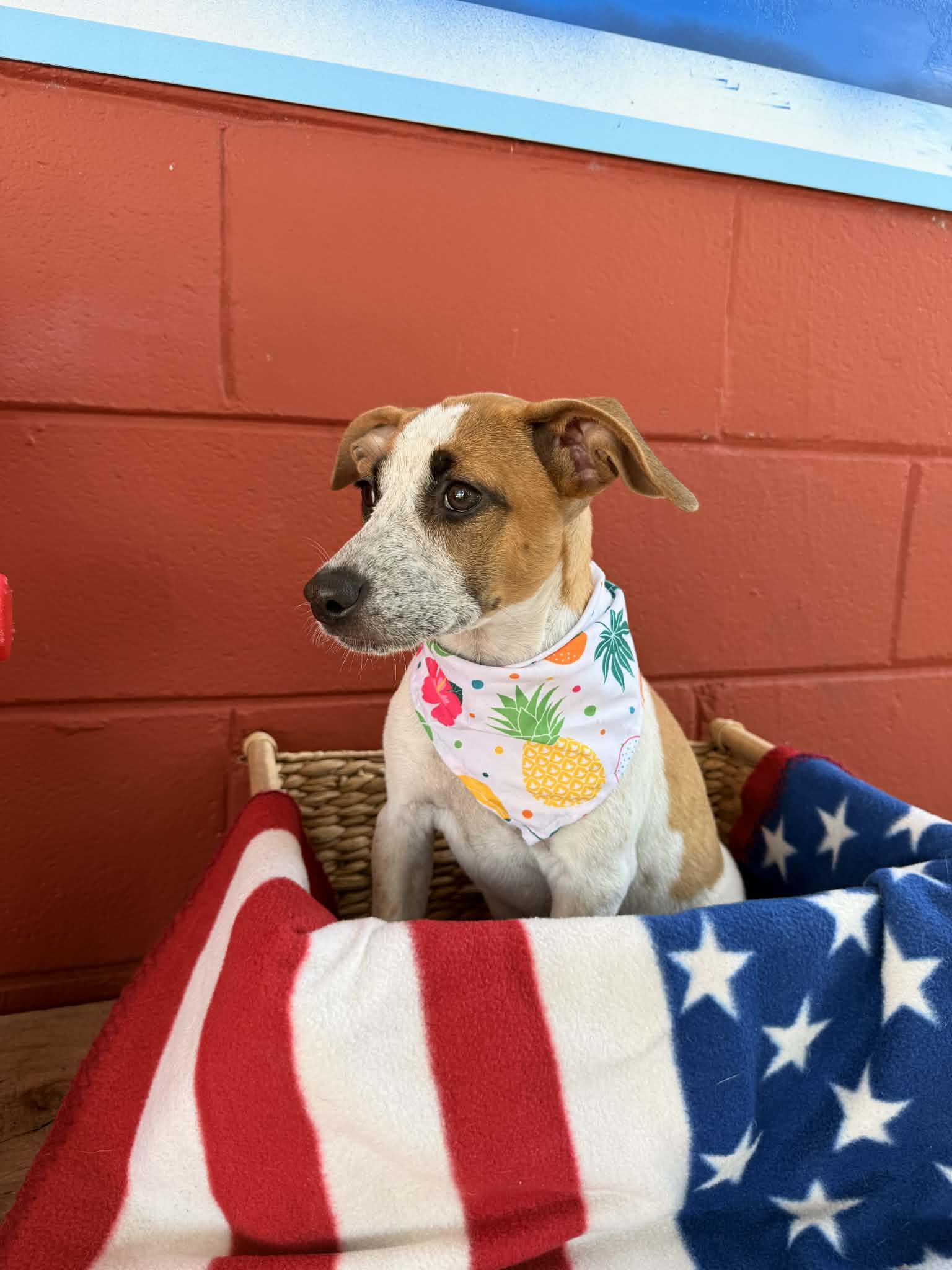 Piper, a ADOPTABLE mixed breed in Pensacola, FL image 2/3