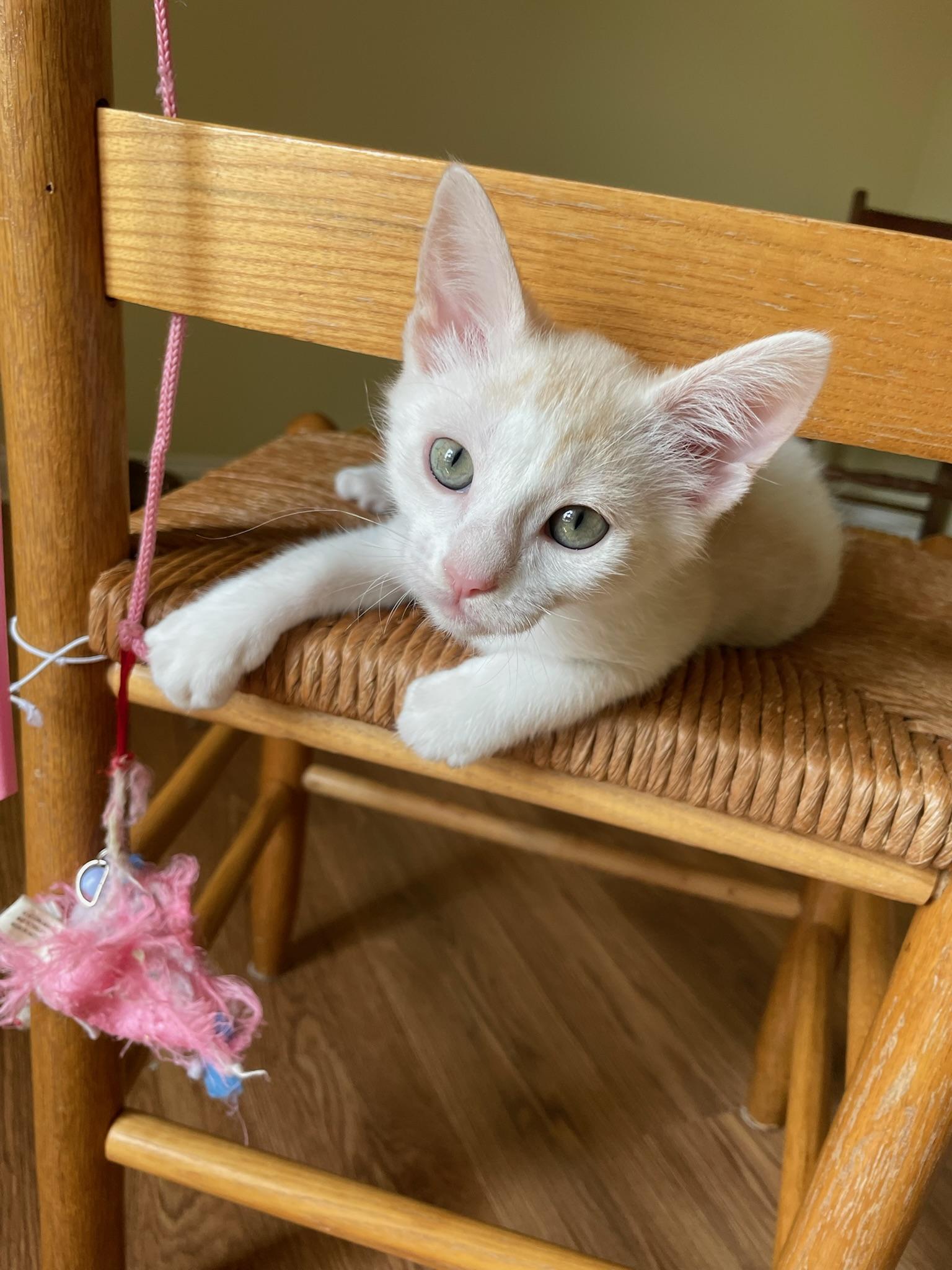 Leo, an adopted Domestic Short Hair in Mount Juliet, TN image 5/6
