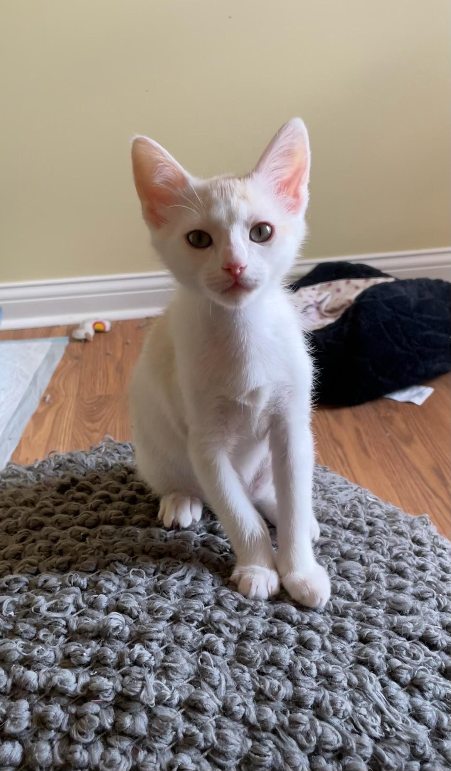 Leo, an adopted Domestic Short Hair in Mount Juliet, TN image 2/6