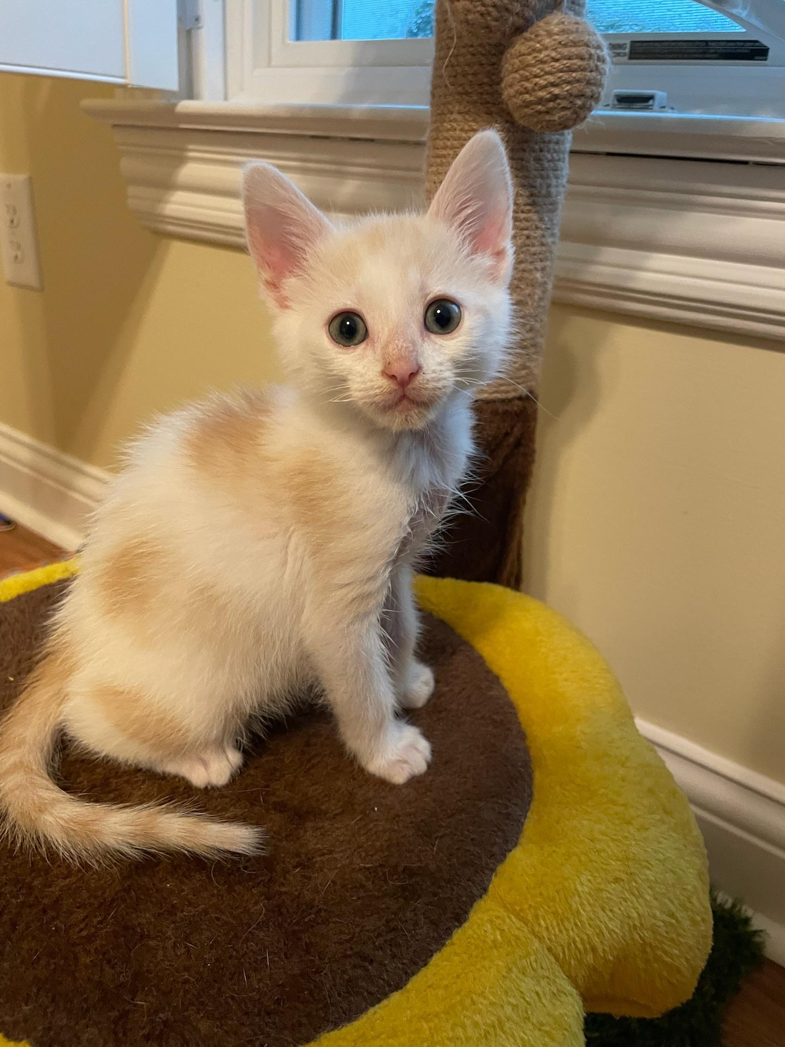 Leo, an adopted Domestic Short Hair in Mount Juliet, TN image 3/6