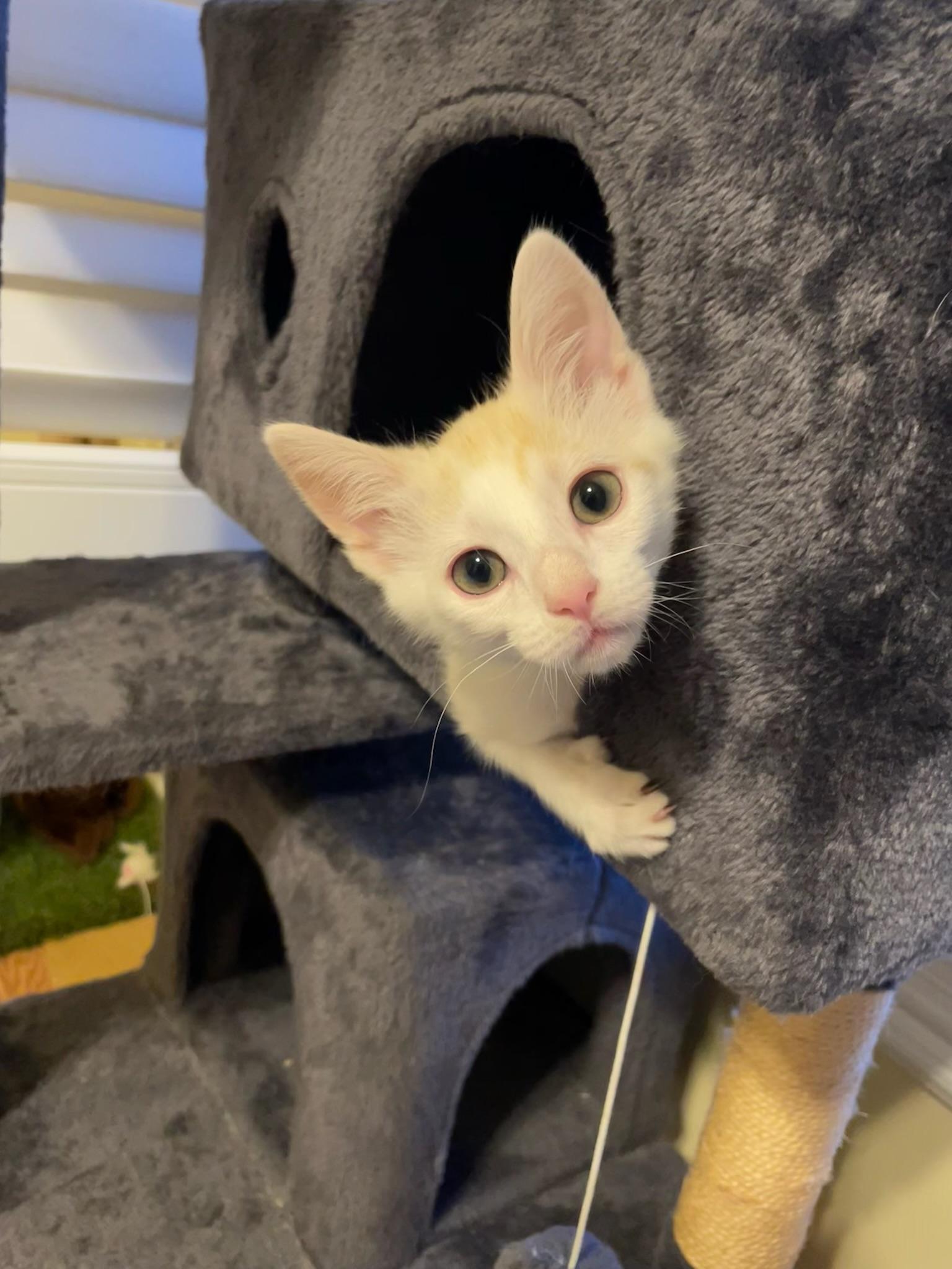 Leo, an adopted Domestic Short Hair in Mount Juliet, TN image 4/6