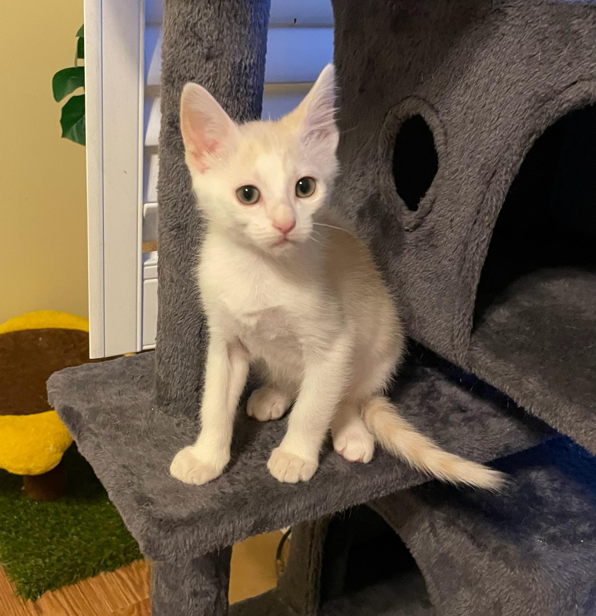 Leo, an adopted Domestic Short Hair in Mount Juliet, TN image 1/6