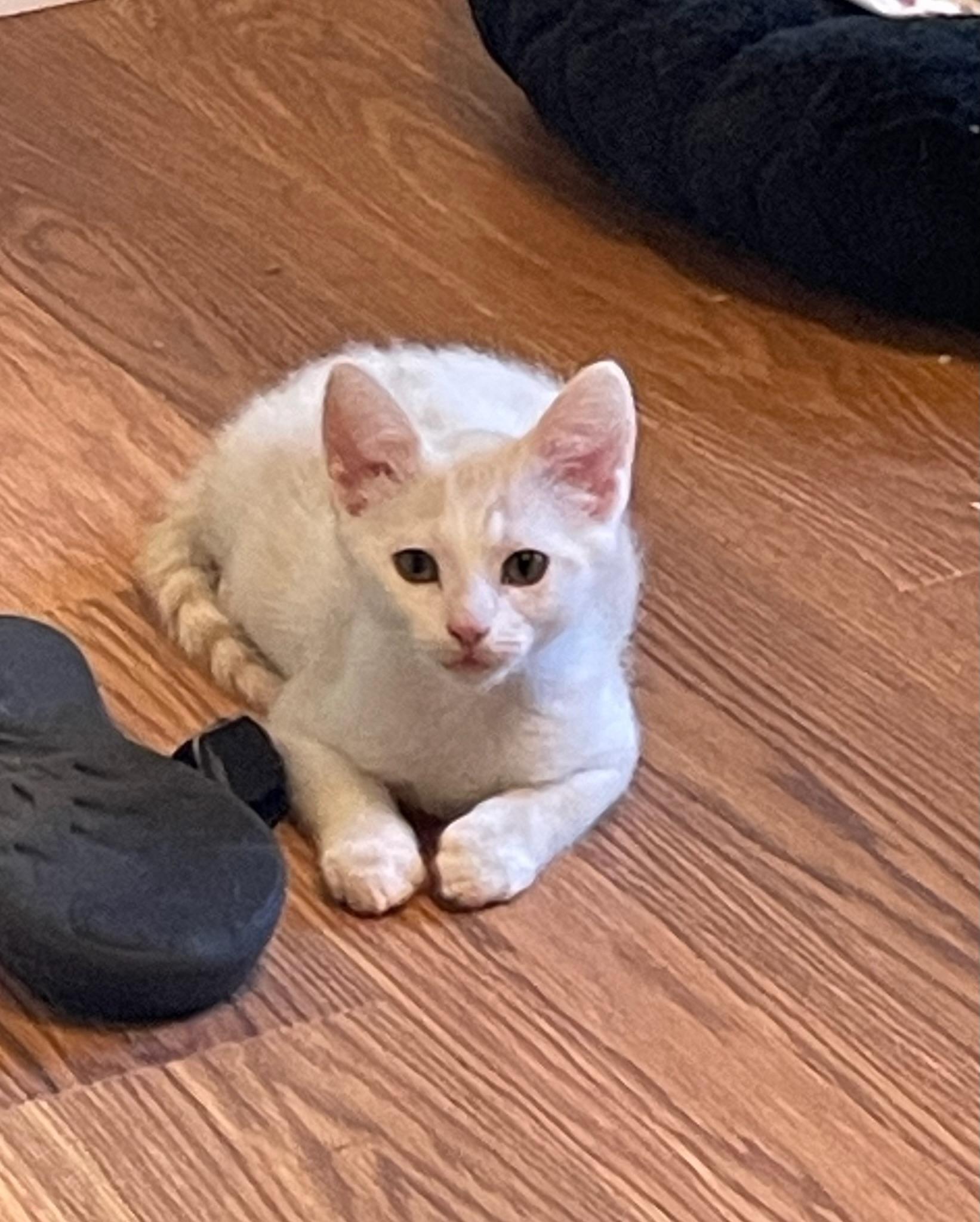 Leo, an adopted Domestic Short Hair in Mount Juliet, TN image 6/6