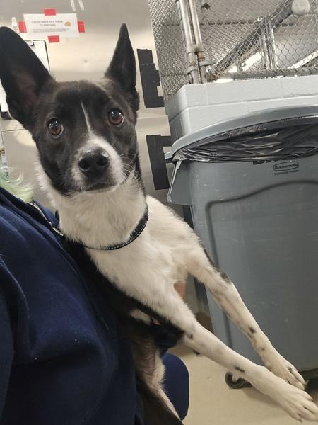 Cody, a Adoptable mixed breed in Millersville, MD image 1/6