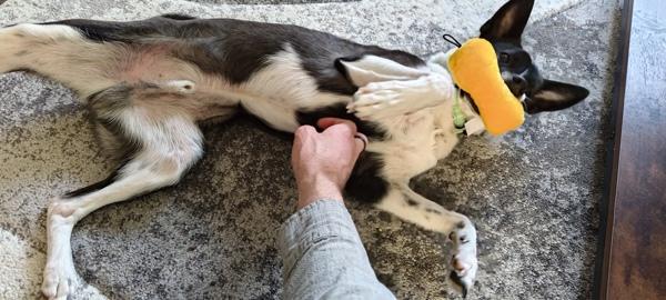 Cody, a Adoptable mixed breed in Millersville, MD image 2/6