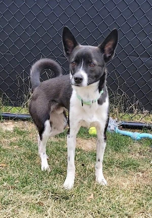 Cody, a Adoptable mixed breed in Millersville, MD image 3/6