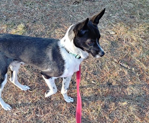 Cody, a Adoptable mixed breed in Millersville, MD image 4/6