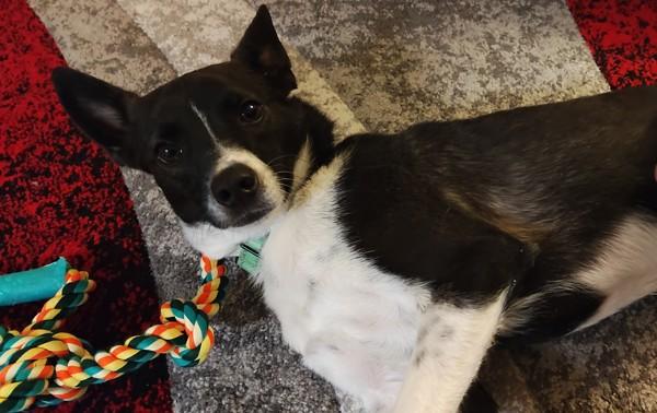 Cody, a Adoptable mixed breed in Millersville, MD image 5/6