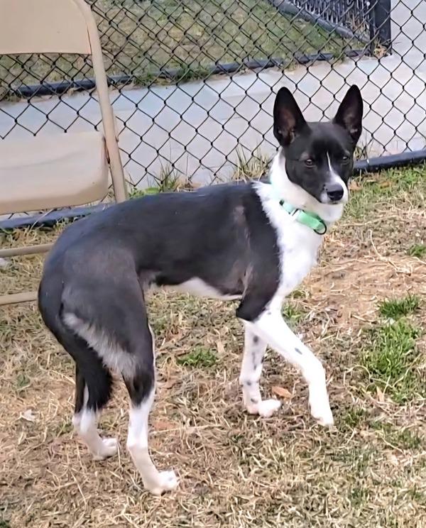 Cody, a Adoptable mixed breed in Millersville, MD image 6/6