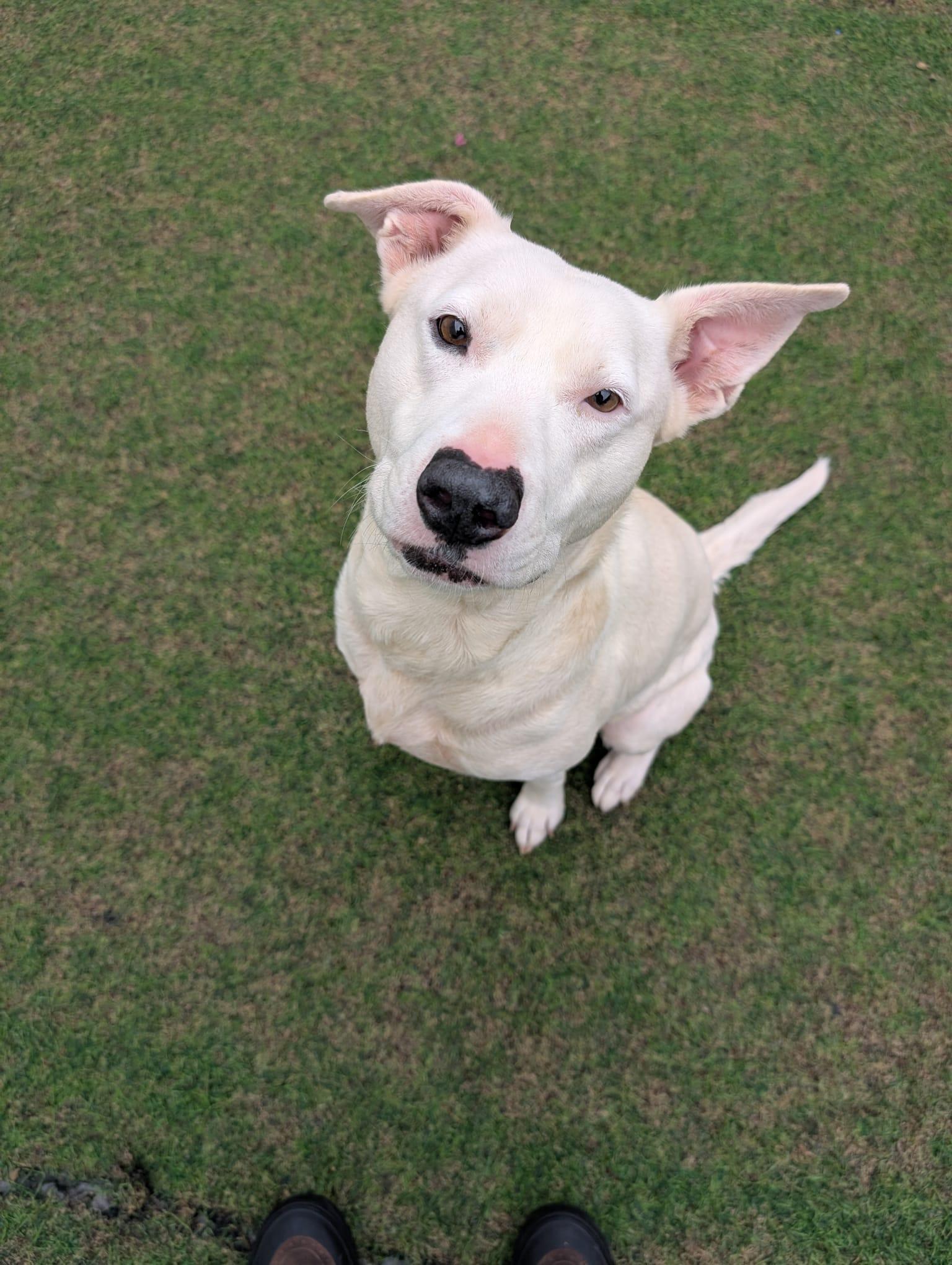 Sonny, Adoptable, Adult Female Shepherd & Pit Bull Terrier.