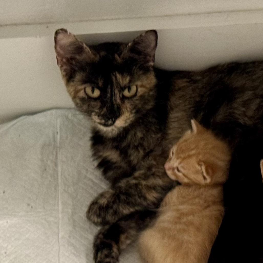 Daisy-head Mayzie, a Adoptable Domestic Short Hair in Boerne, TX image 2/5