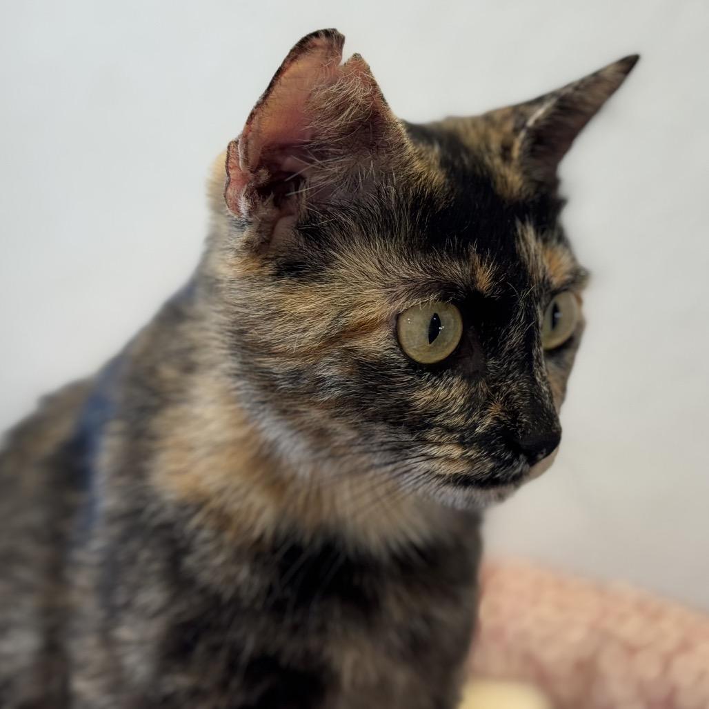 Daisy-head Mayzie, a Adoptable Domestic Short Hair in Boerne, TX image 3/5