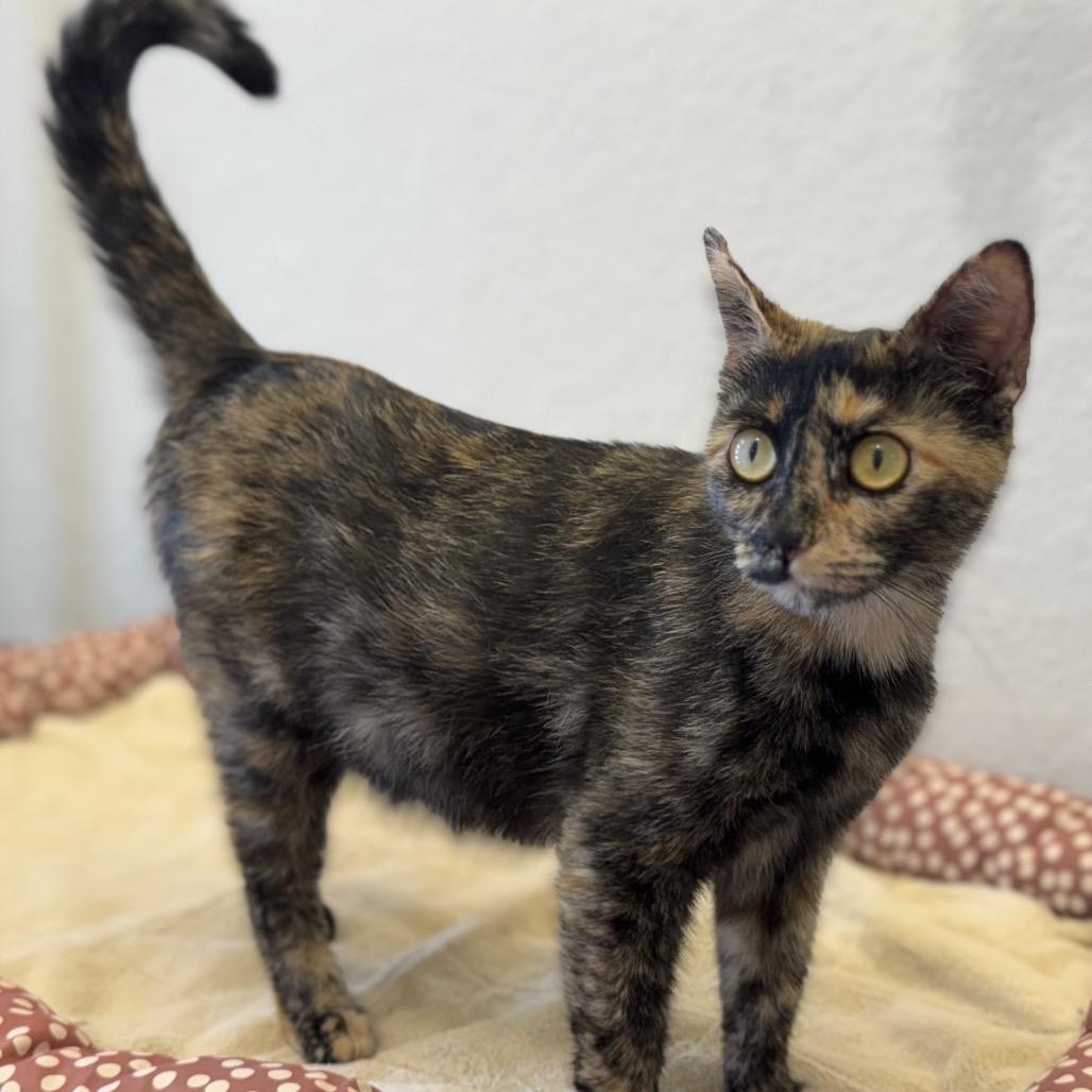 Daisy-head Mayzie, Adoptable, Young Female Domestic Short Hair.