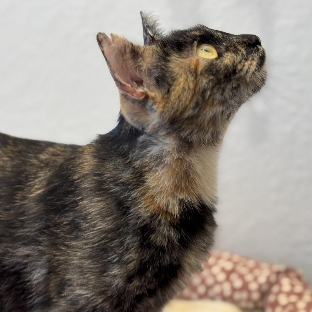 Daisy-head Mayzie, a Adoptable Domestic Short Hair in Boerne, TX image 4/5
