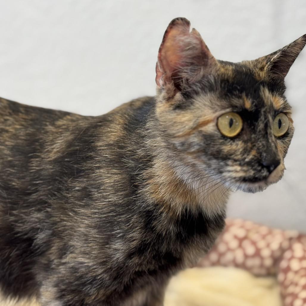 Daisy-head Mayzie, a Adoptable Domestic Short Hair in Boerne, TX image 5/5