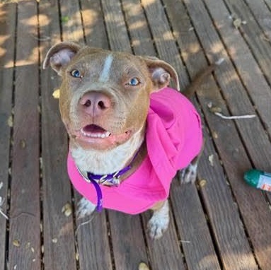 Enlarge Elle, a Adoptable mixed breed in Sun Valley, CA image 3/4