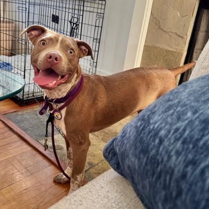 Enlarge Elle, a Adoptable mixed breed in Sun Valley, CA image 2/4