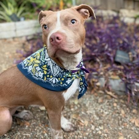 Elle, Adoptable, Young Female Pit Bull Terrier & Cattle Dog.