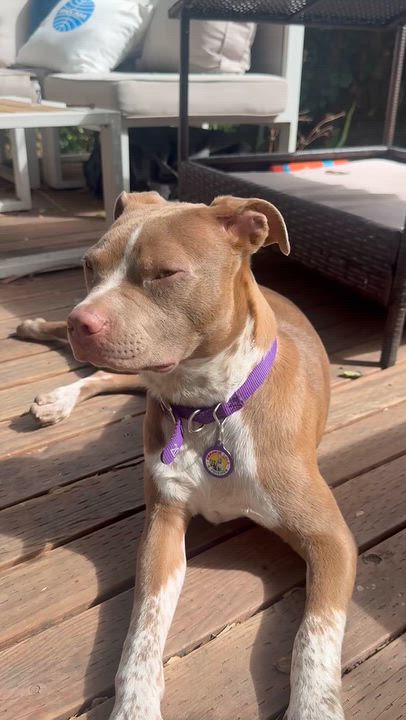 Enlarge Elle, a Adoptable mixed breed in Sun Valley, CA video 4/4
