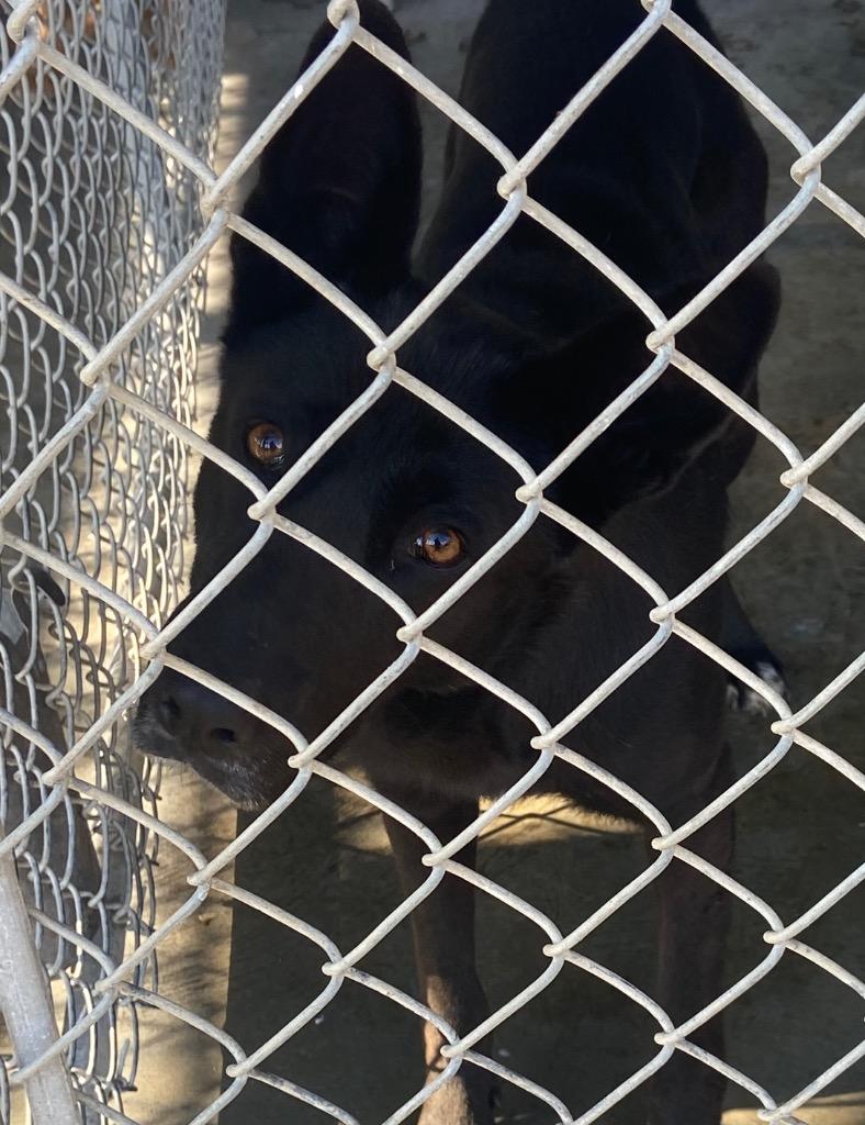 Enlarge Smokey, a Adoptable Shepherd in Swainsboro, GA image 1/1