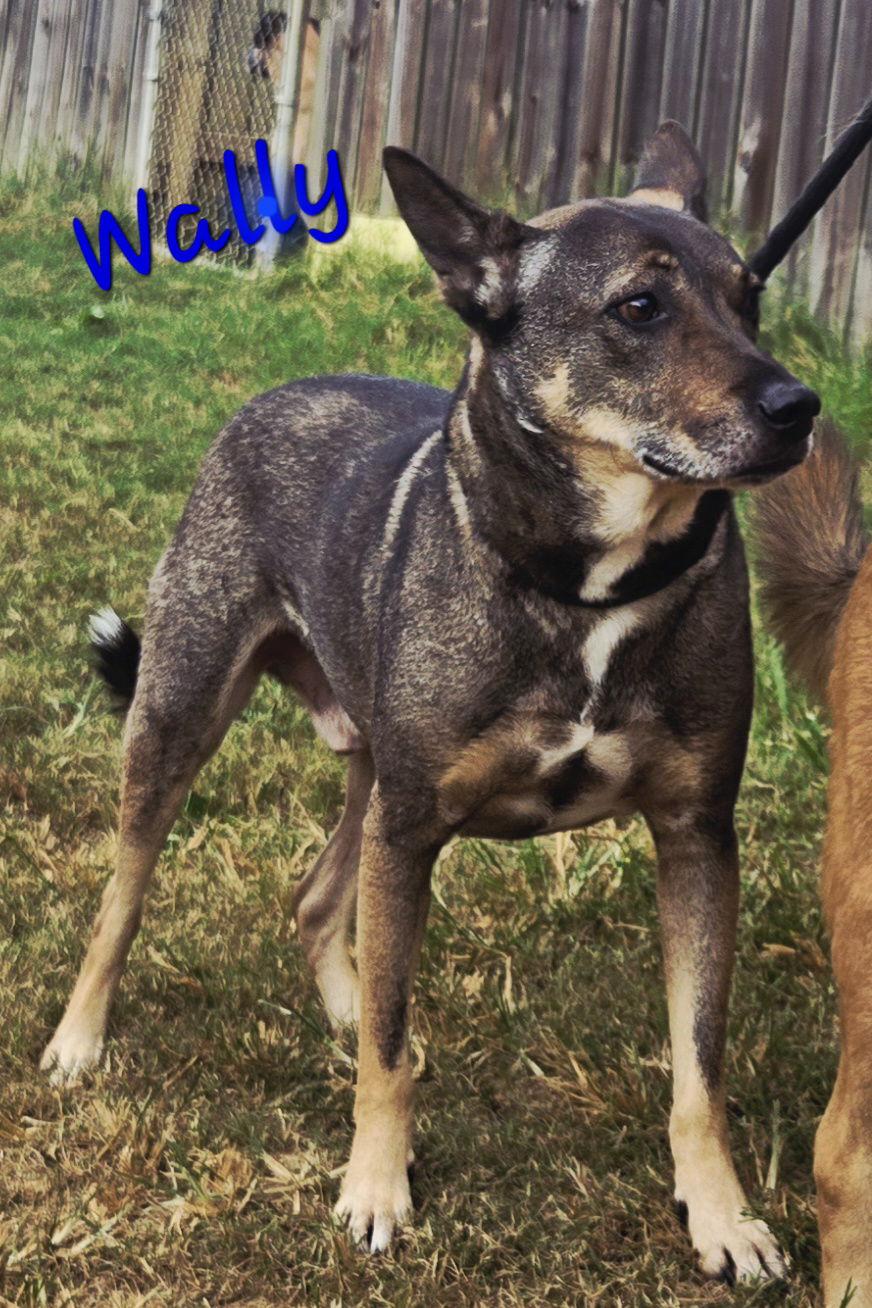 Wally, adoptable heeler