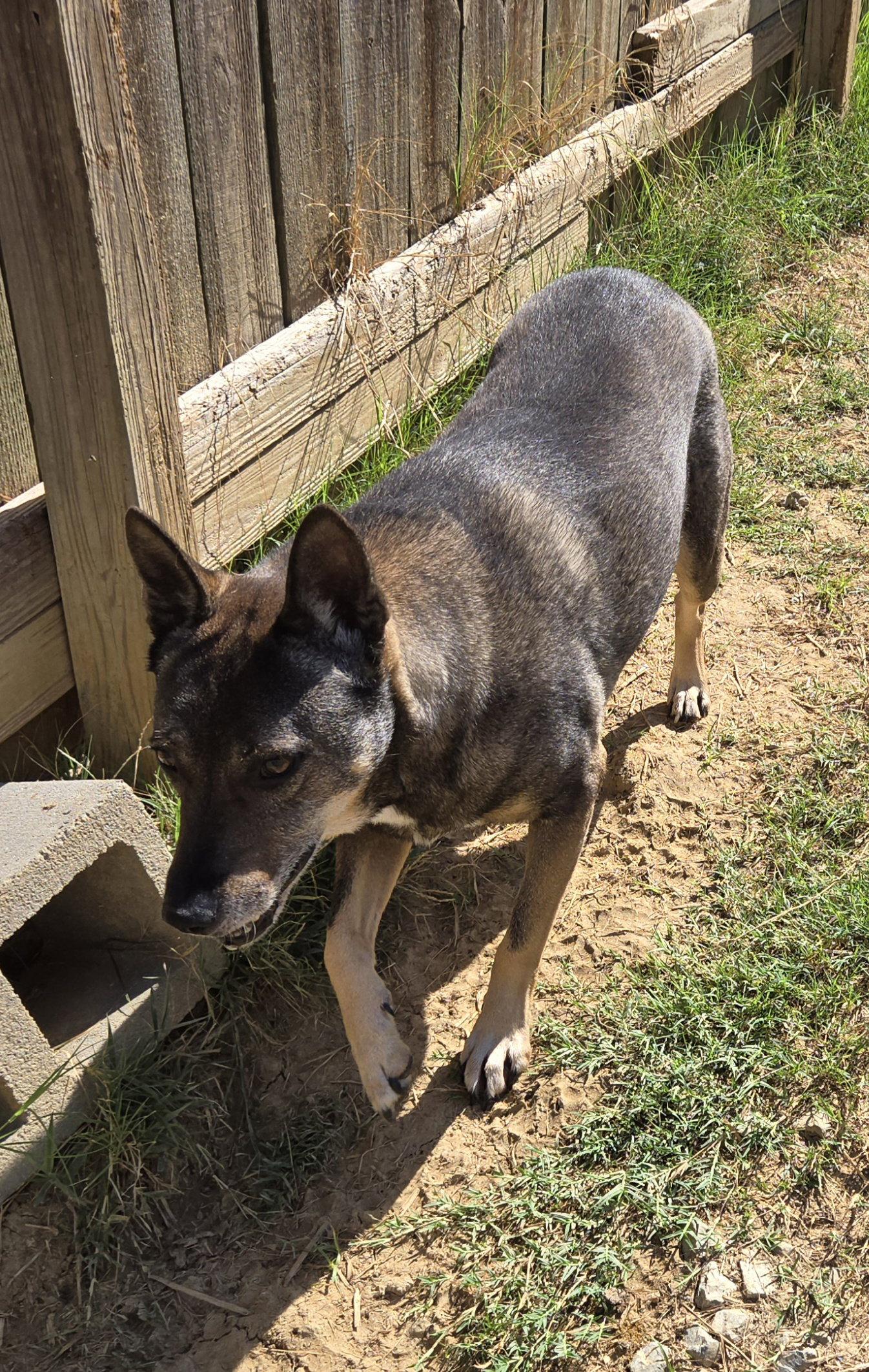 Enlarge Wally, a Adoptable mixed breed in Jackson, MS image 2/3