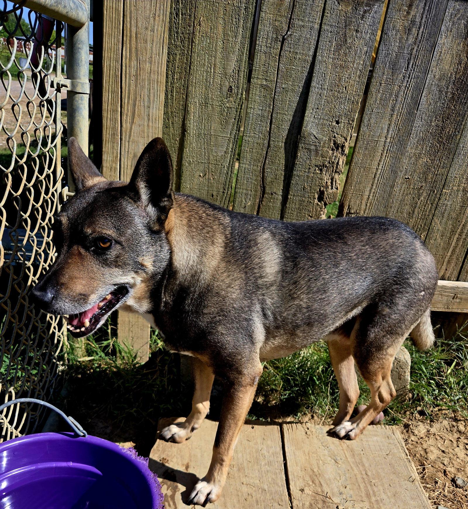 Enlarge Wally, a Adoptable mixed breed in Jackson, MS image 3/3