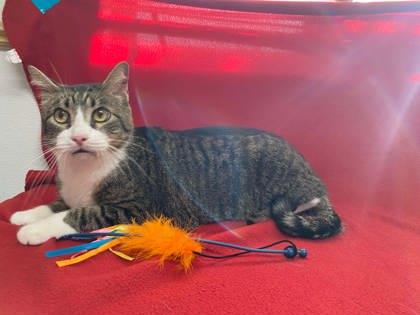 Enlarge Booboo, a Adoptable Domestic Short Hair in McCook, NE image 1/1