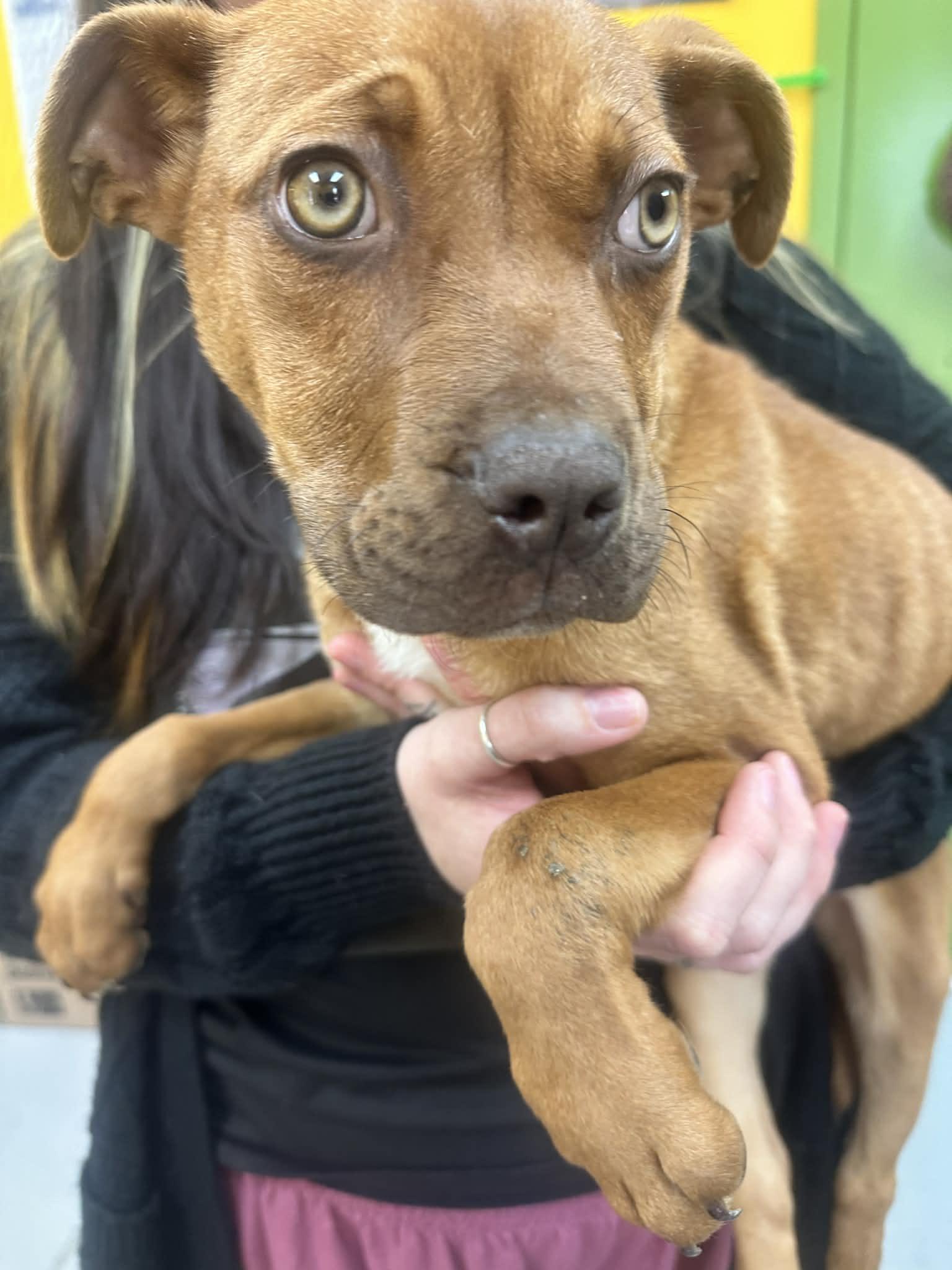 Aphrodite, ADOPTABLE, Puppy Female Pit Bull Terrier.