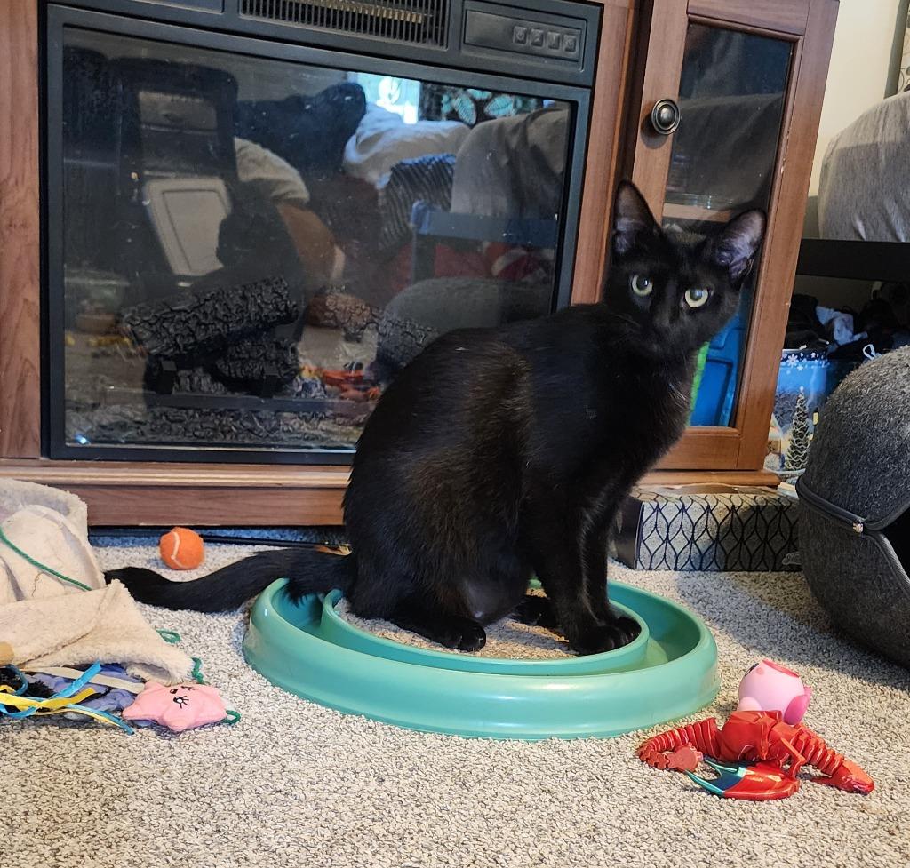 Linus, Adoptable, Young Male Domestic Short Hair.